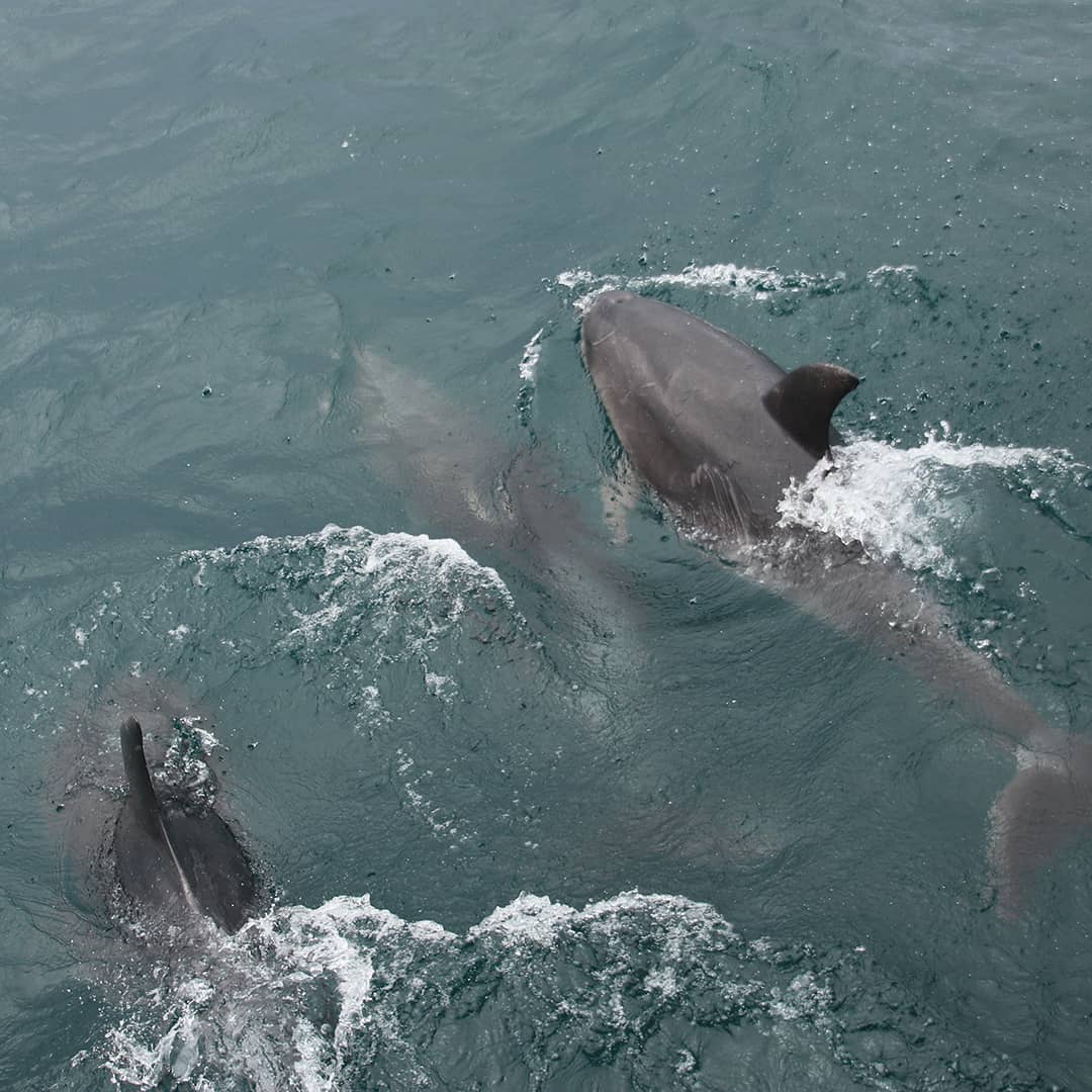 Wildlife Encounters