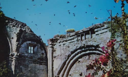 The Legend of the Swallows