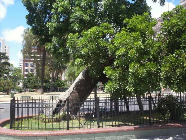 Diverse Tree Collection