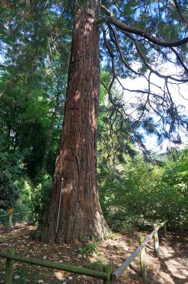 Giant Sequoia Tree