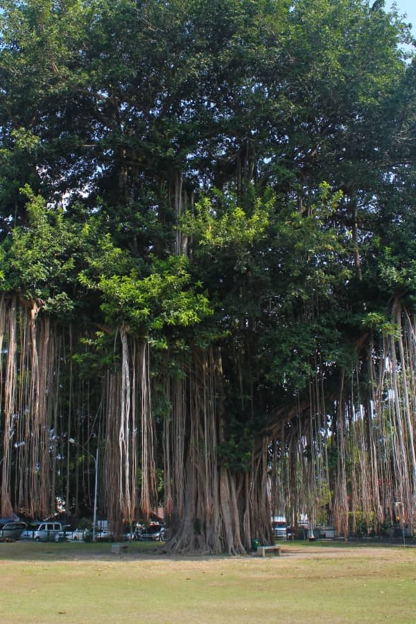 Ancient Bodhi Tree