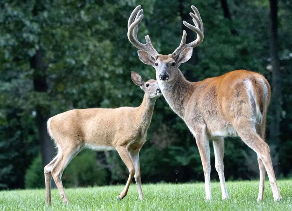 Wildlife Viewing