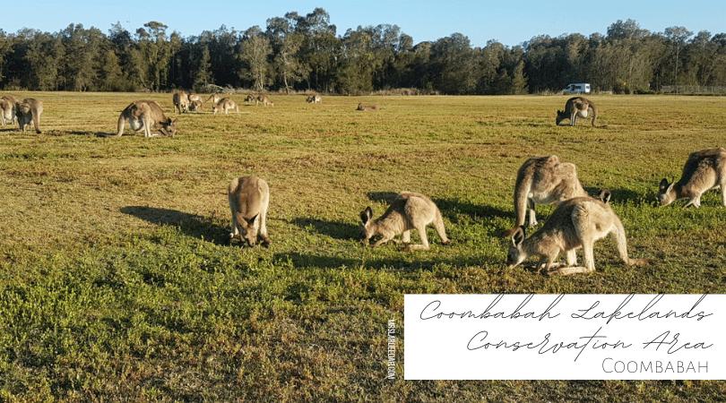 Kangaroo Encounters