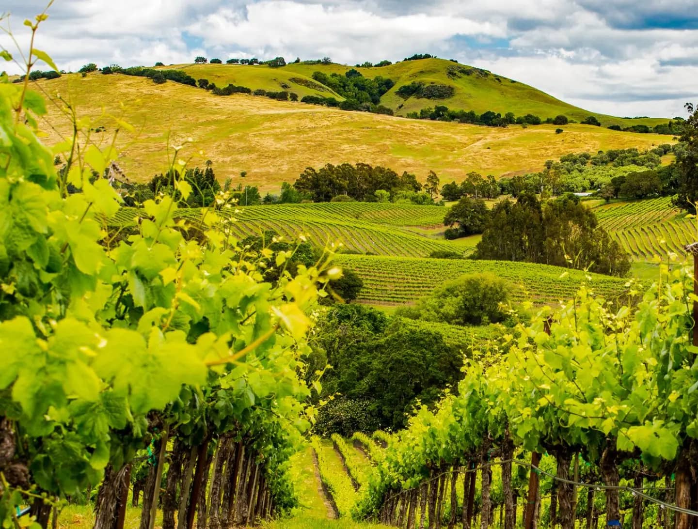 Breathtaking Napa Valley Views