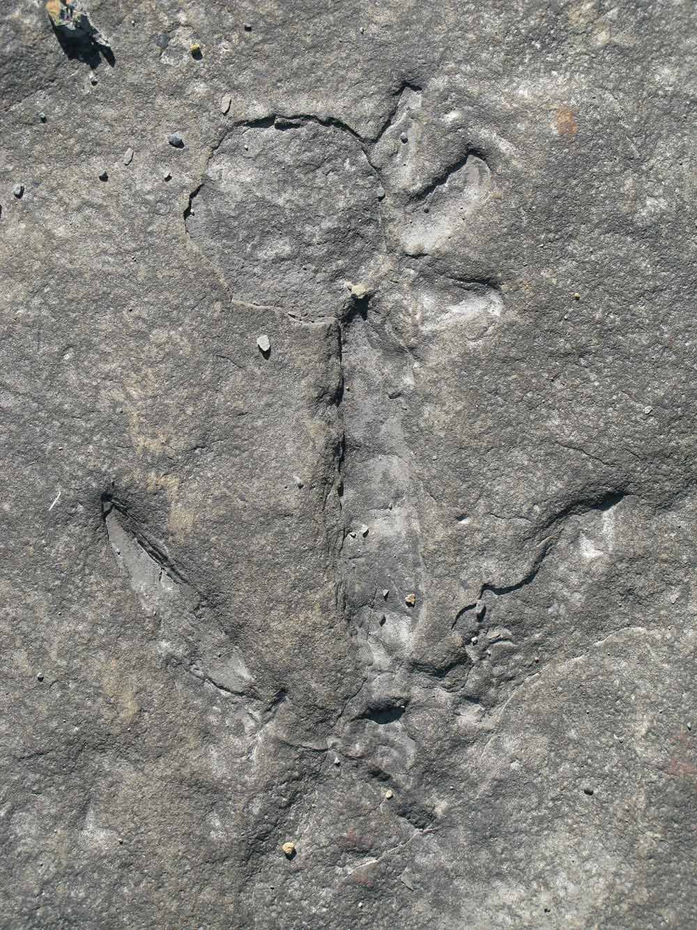 Dinosaur Footprints