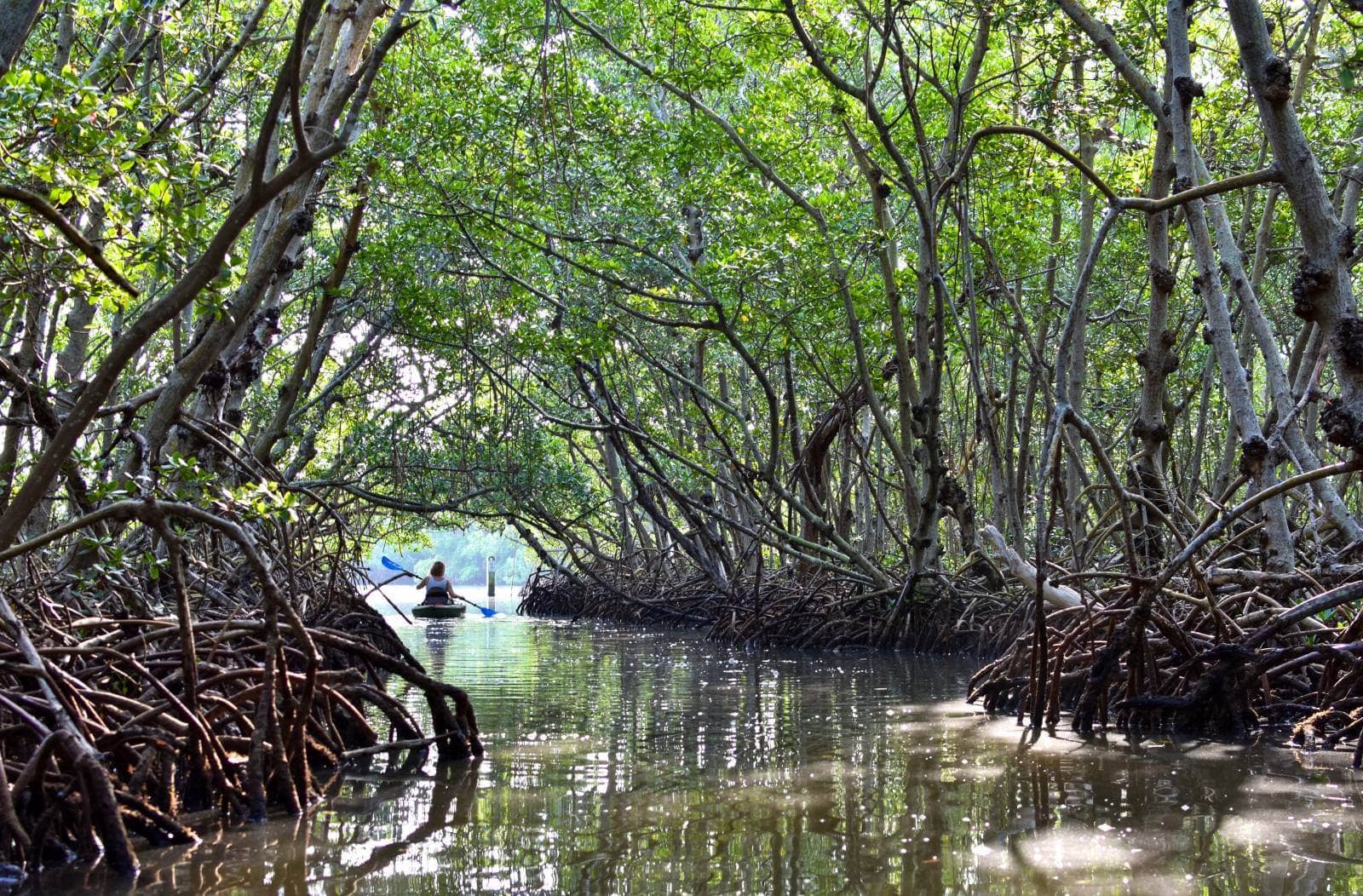 Mangrove Kayak Tours
