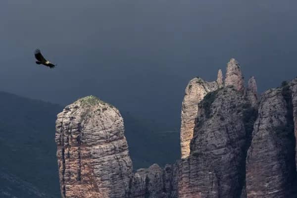 Griffon Vulture Spectacle