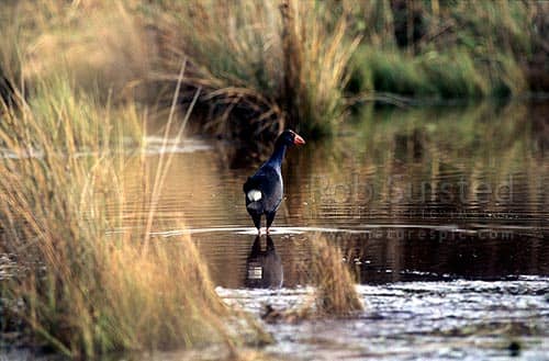 Pūkeko