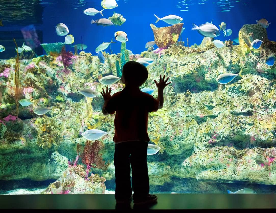 North Carolina Aquarium