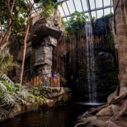 Lied Jungle