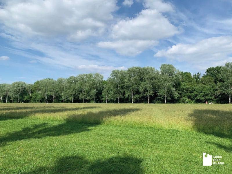 Open Meadows