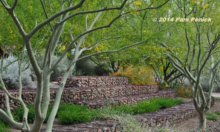 Mesquite Bosque