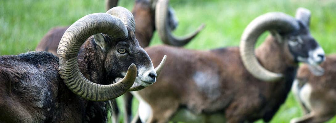 Alpine Wildlife Park