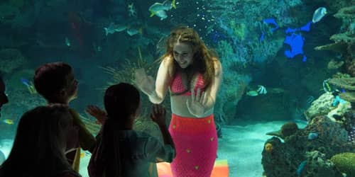 Mermaid Show