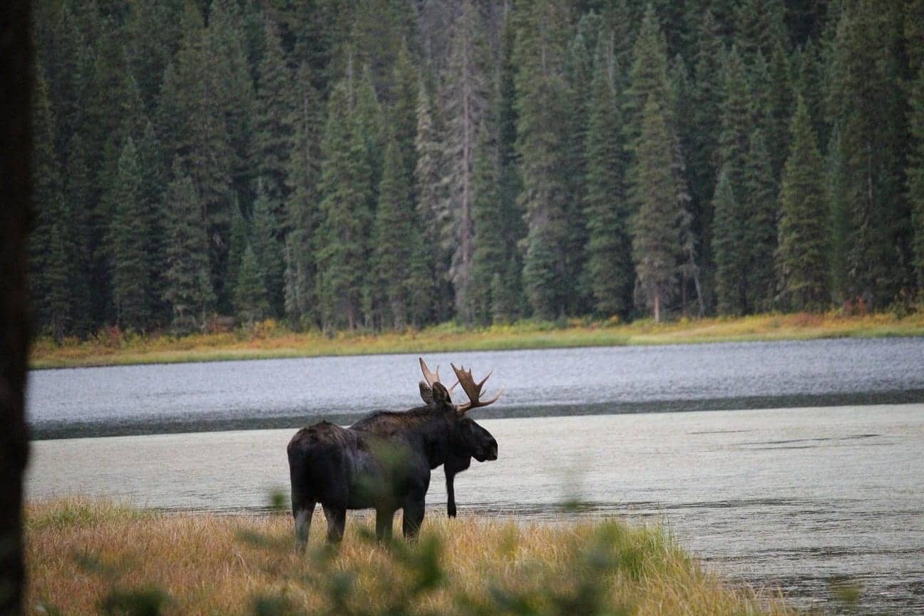 Moose Encounters