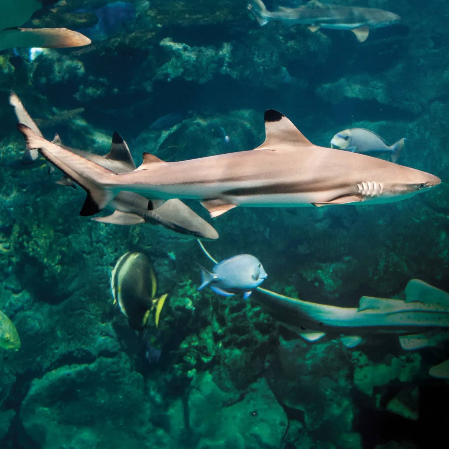 PPG Aquarium