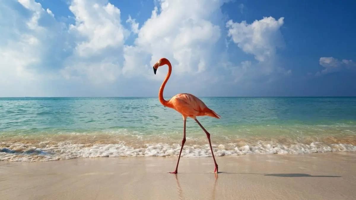 Flamingo Spotting