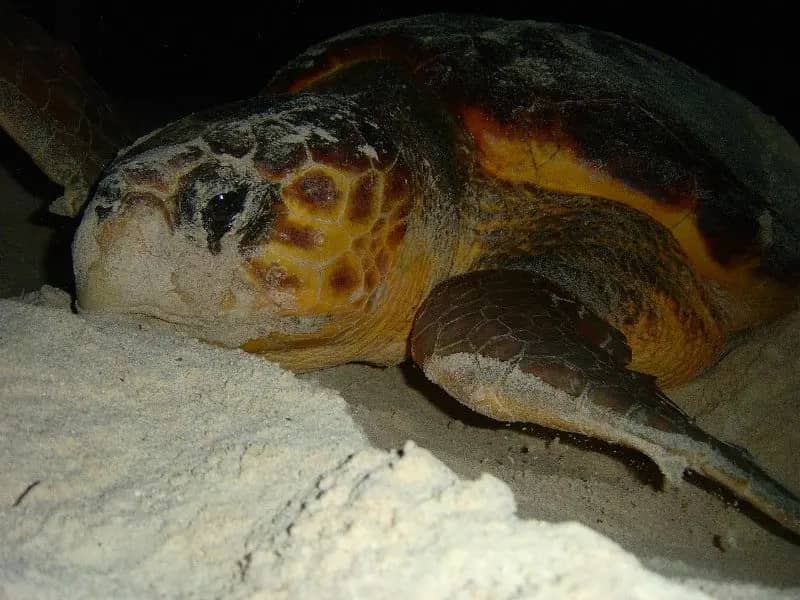 Sea Turtle Sanctuary