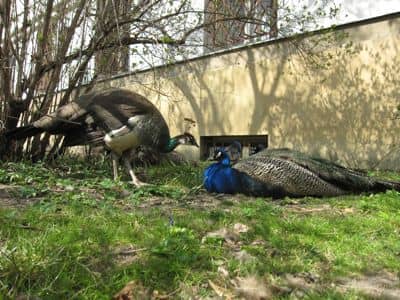 Peacock Encounters