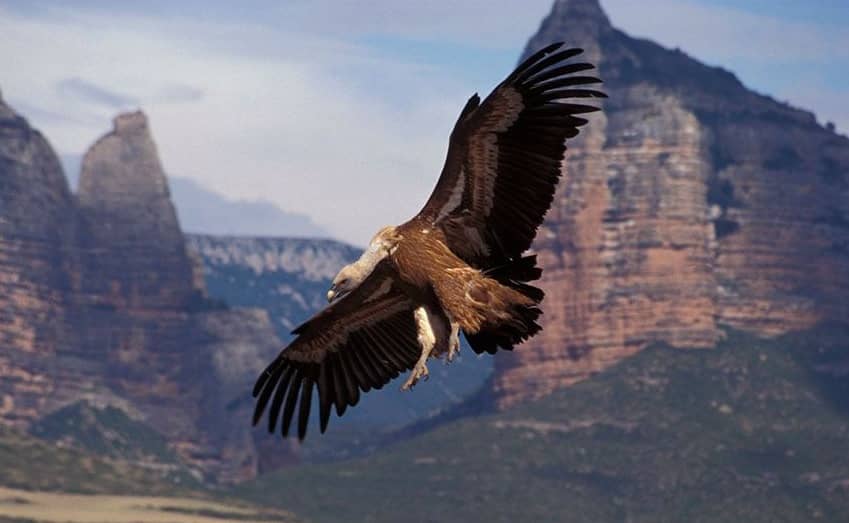 Vulture and Eagle Spectacle