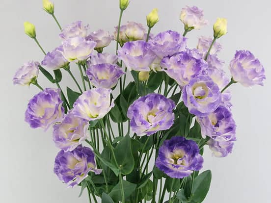 Blooming Gardens