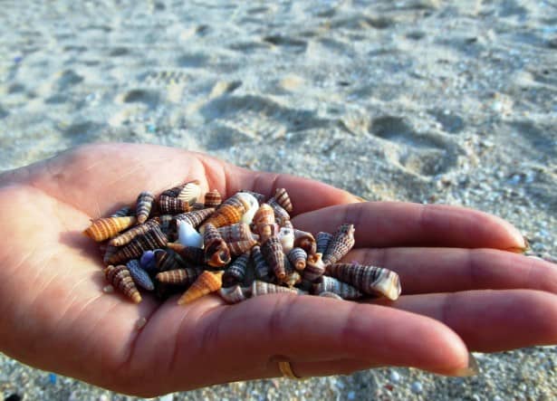 Abundant Shell Searching