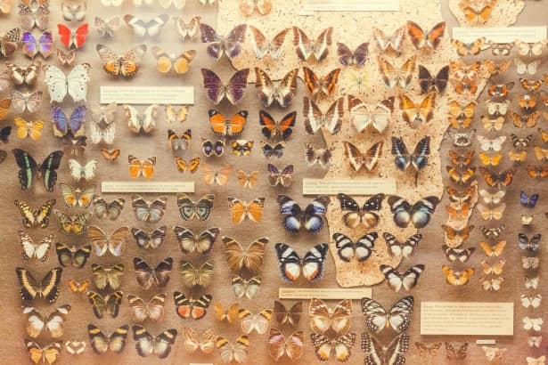 Insect and Butterfly Collections