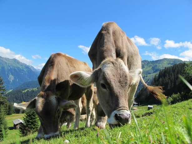 Alpine Pasture Refreshments