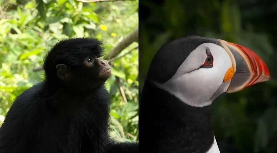 Diverse Birdlife