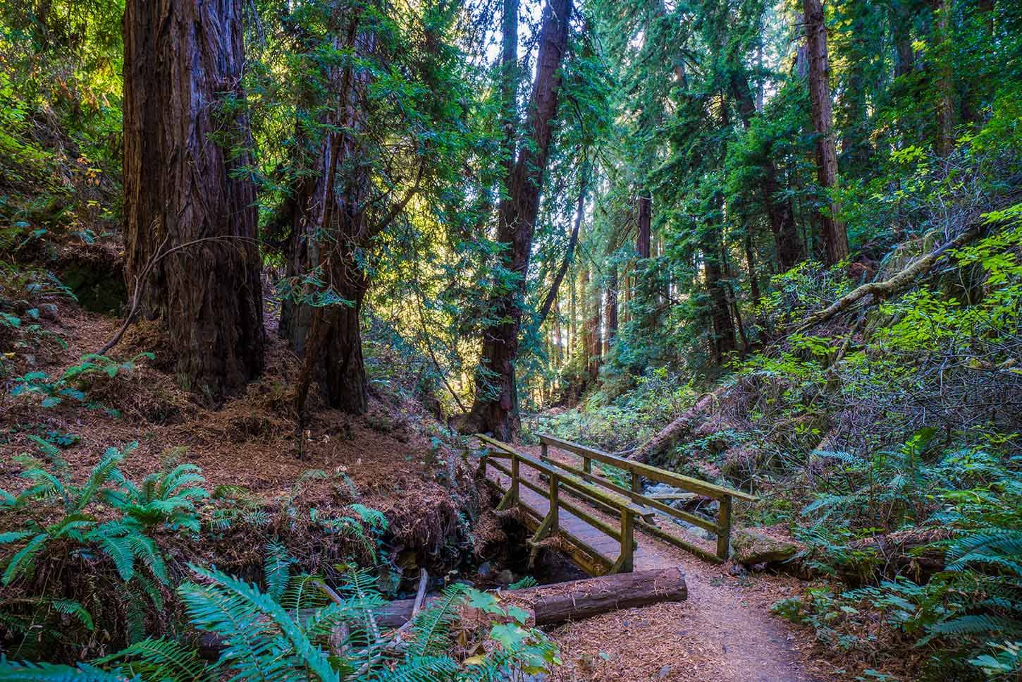 Steep Ravine & Dipsea Trail