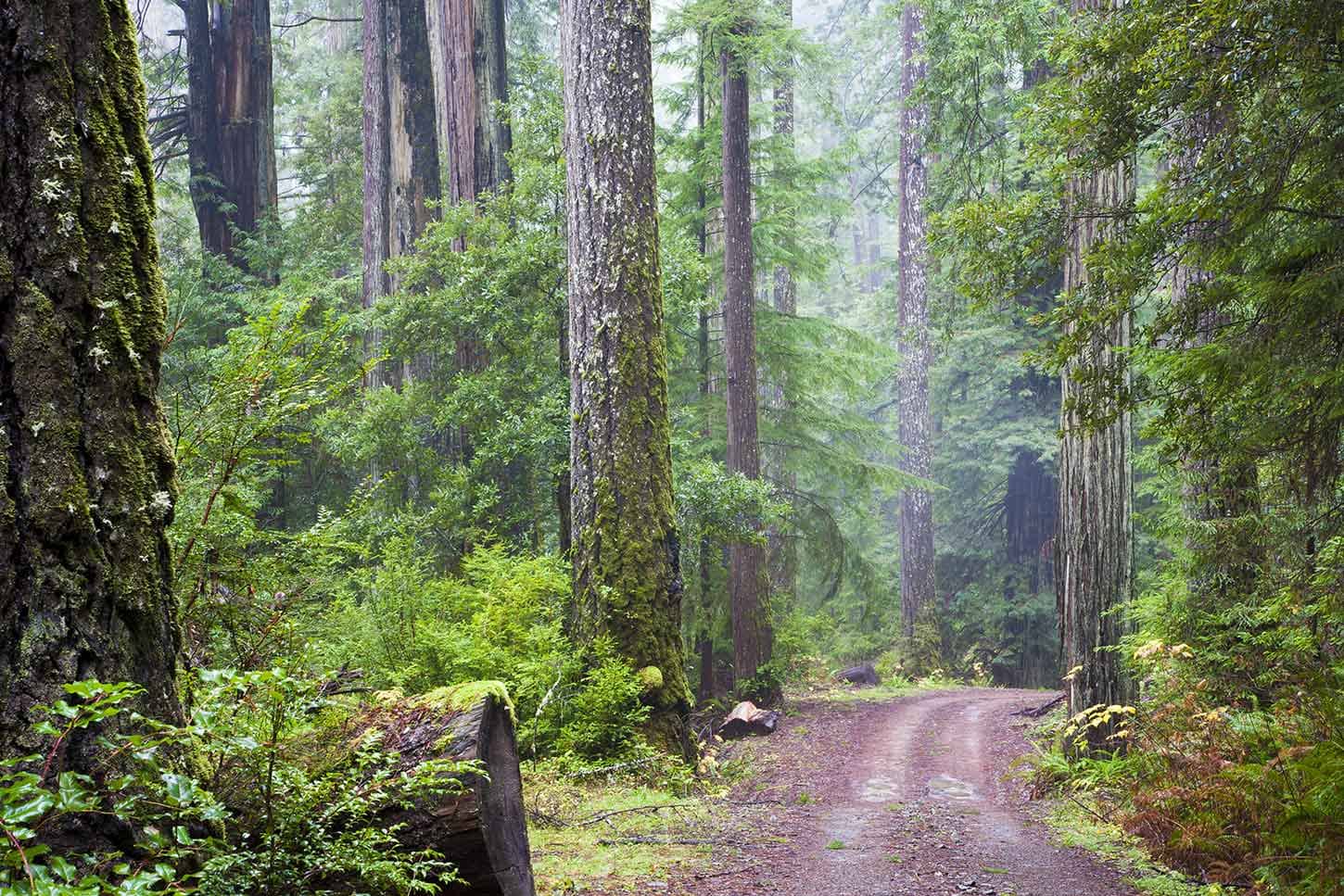 Lost Man Creek Trail