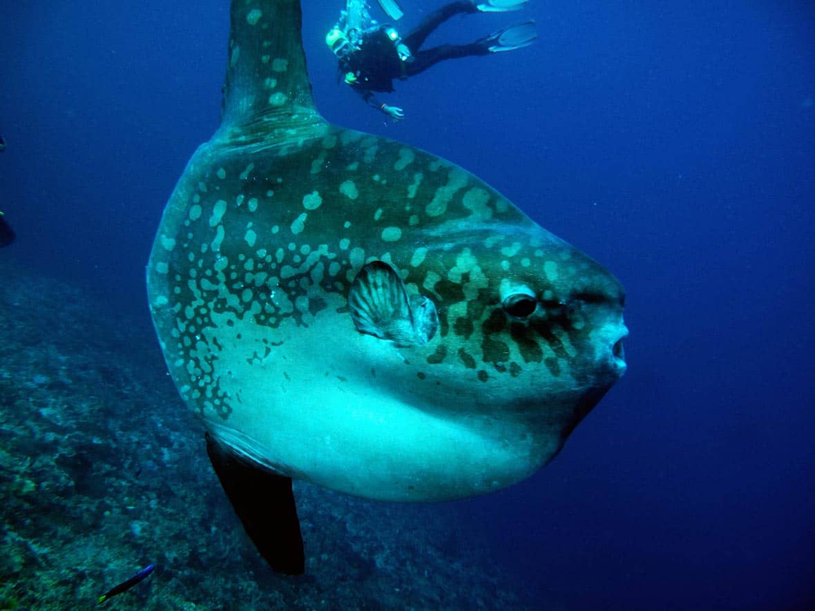 Mola Mola Encounters