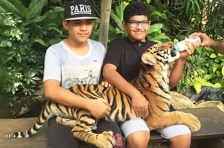 Tiger Feeding Show