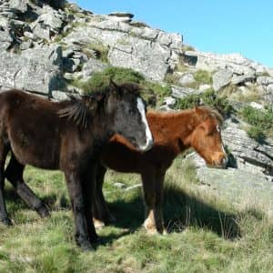 Pottok Grazing
