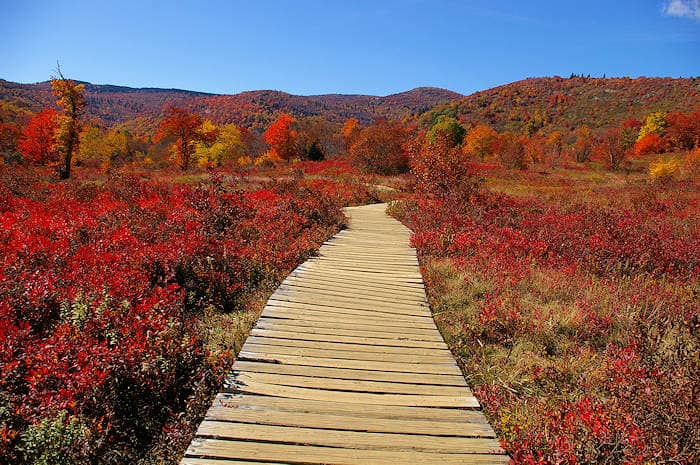 Lower Falls & Boardwalk
