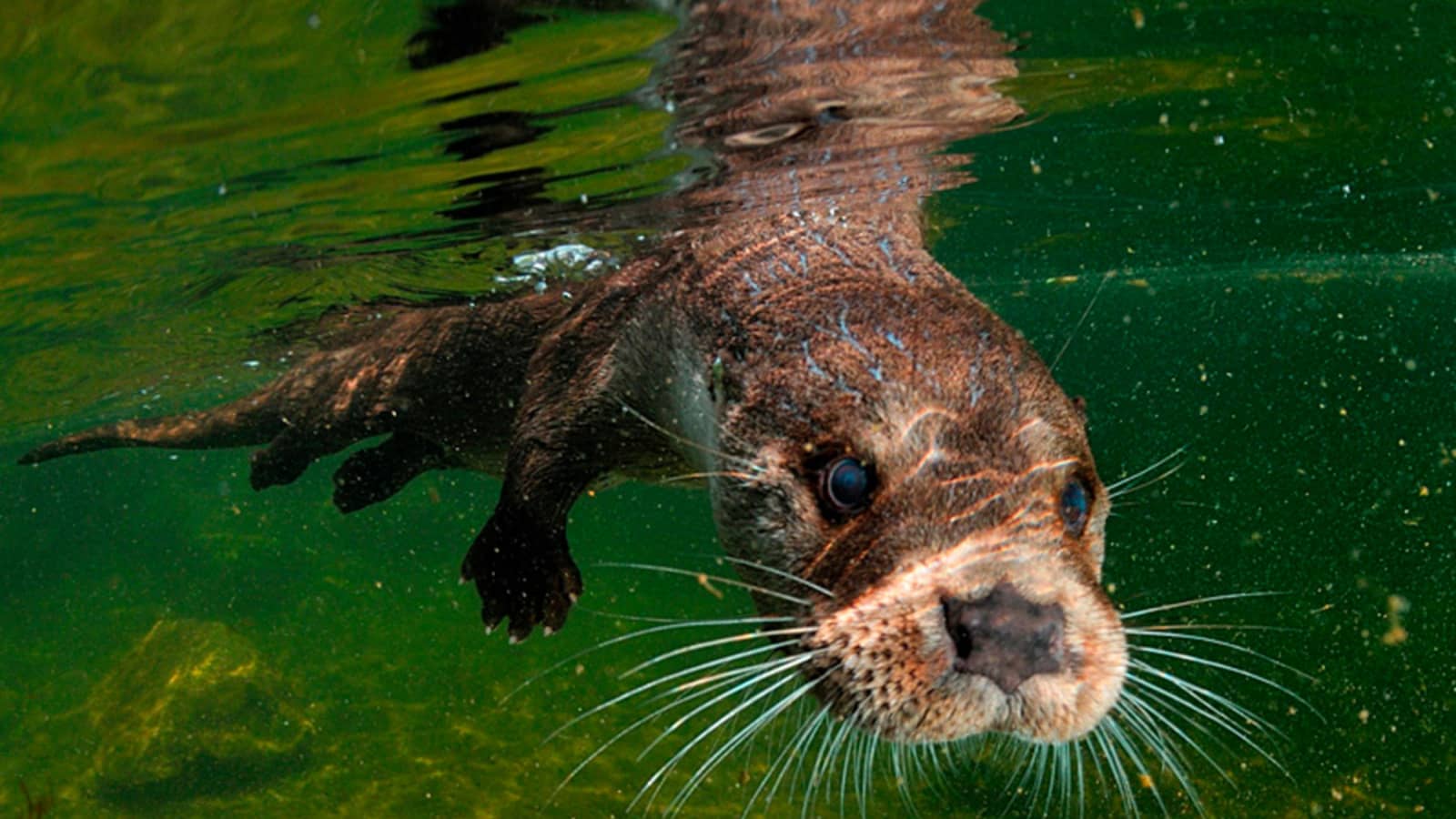 Otter Encounters