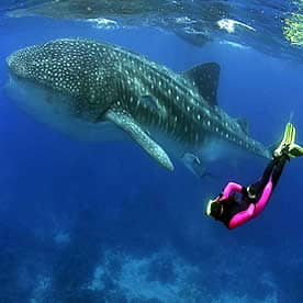 Whale Shark Encounters