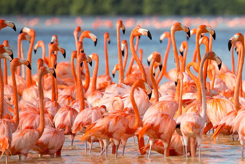 Pink Flamingos of Ría Lagartos