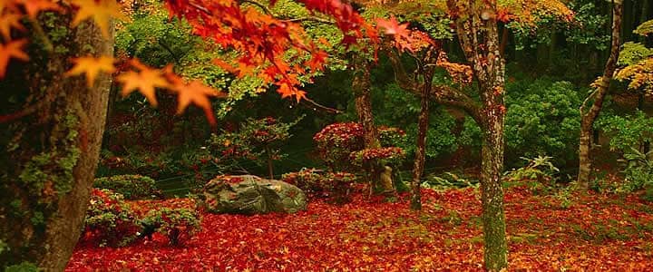 Autumn Foliage Spectacle