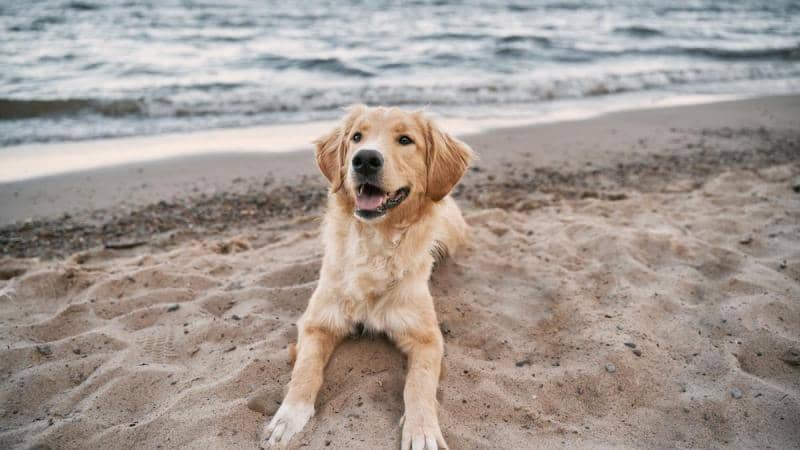 Dog-Friendly Zone