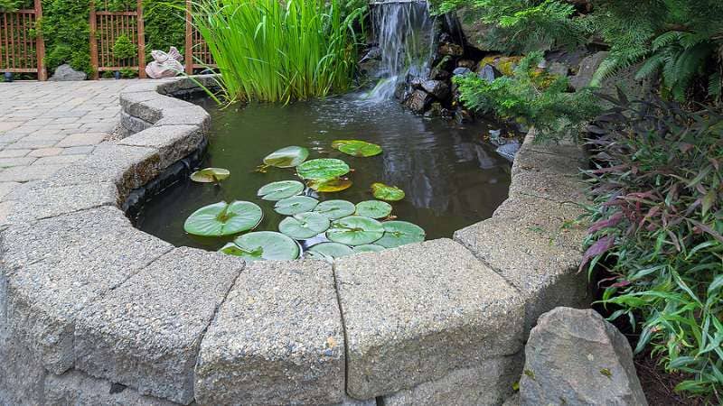 The Pond and Water Features