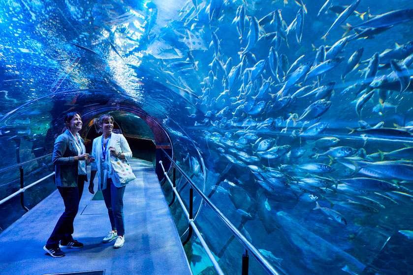 Regional Marine Life