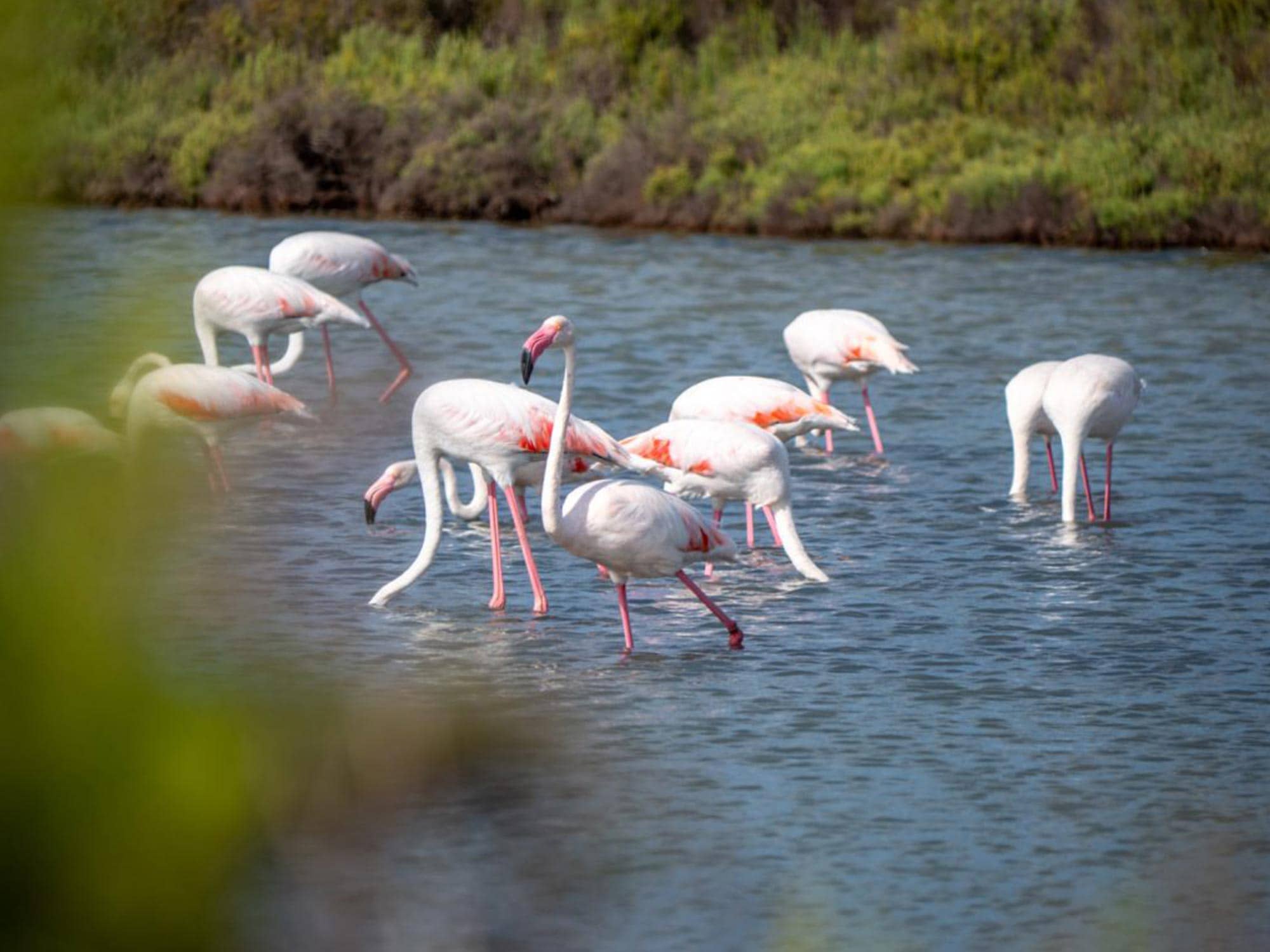 Flamingo Watching