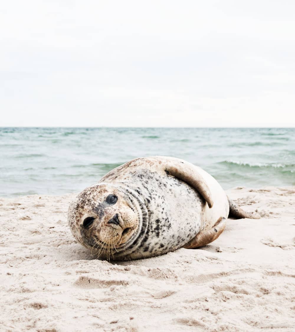 Seal Spotting