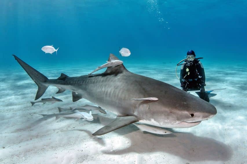 Bull Shark Encounters