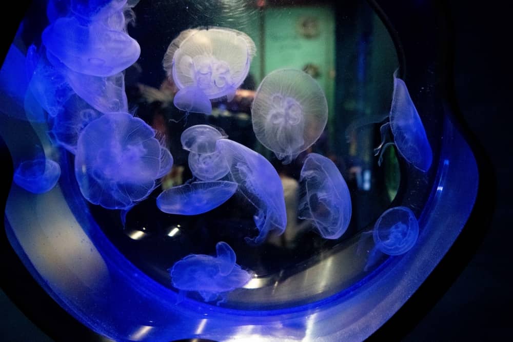 Sea Center Aquarium