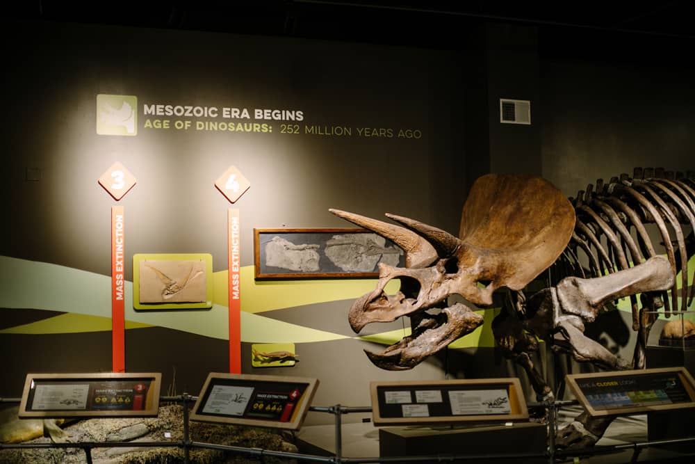 Rethink Extinct Dinosaur Exhibit