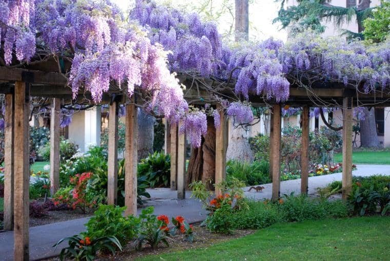 University Campus Gardens