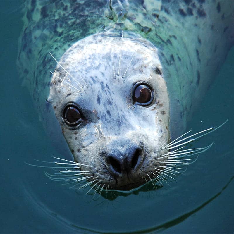 Sassy Seals
