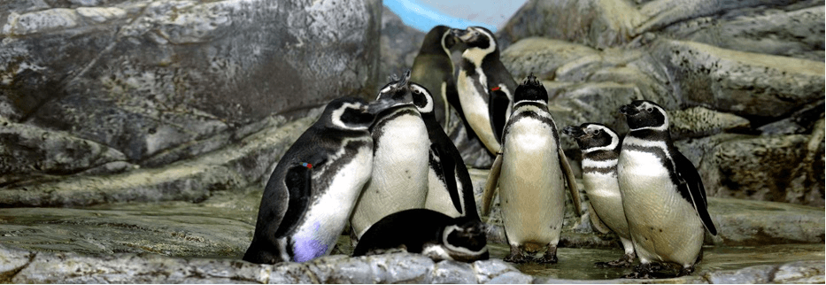 Polar Region Exhibit